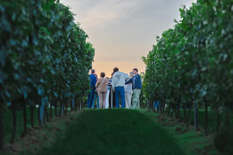 Convives à l’apéritif entre deux rangs de vigne, au coucher du soleil